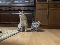 アメショ...