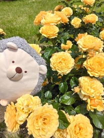 Hello…