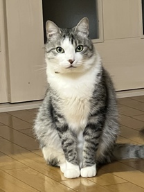 �u���O�摜