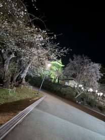 ����L���C🌸🌸🌸�̉摜