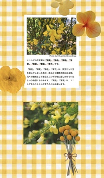 �u���O�摜