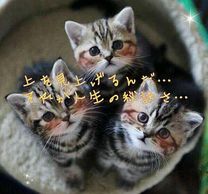 �u���O�摜