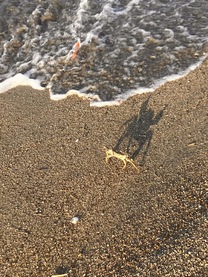 εβ