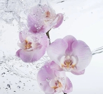 �u���O�摜