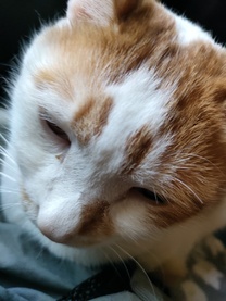 �Z�J���h���C�t���m�点