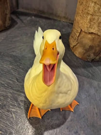 ���ε����β���