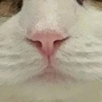 εβ