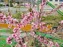 �u���O�摜