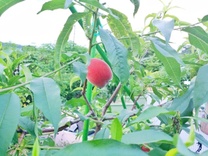 �u���O�摜