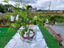 �u���O�摜