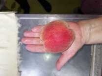 �u���O�摜