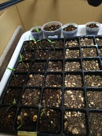 �u���O�摜