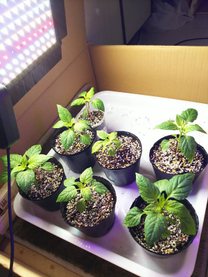 �u���O�摜