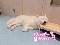 �u���O�摜