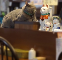 �u���O�摜