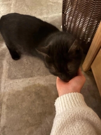 �u���O�摜