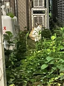 ڂ