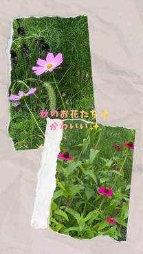 �u���O�摜