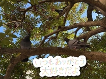 �u���O�摜