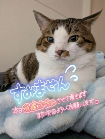 �u���O�摜