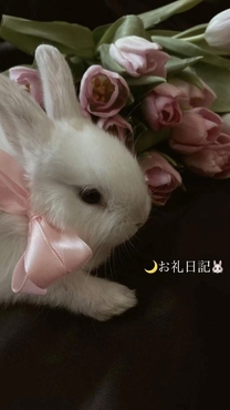 �u���O�摜
