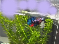 �n�[�g�t�����Ă��