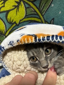 �u���O�摜