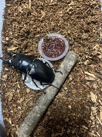 �u���O�摜