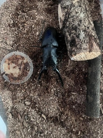 �u���O�摜