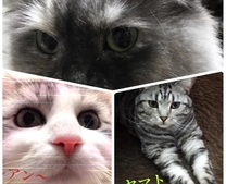 �u���O�摜