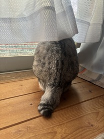 ???