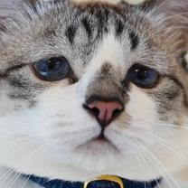 �u���O�摜