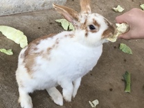 �u���O�摜