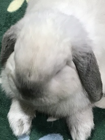 �u���O�摜