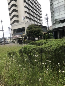 �u���O�摜