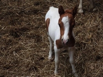 1/1�{�w��...