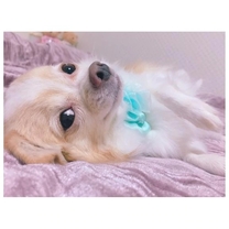 �u���O�摜