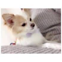 �u���O�摜