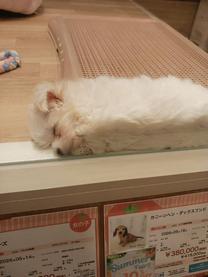 �u���O�摜
