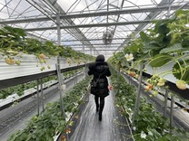 �u���O�摜