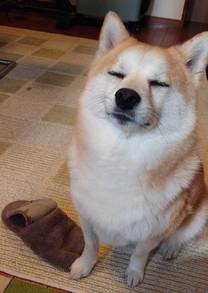 ���͂悤 ( * �E�ցE) �m