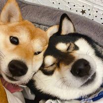 �u���O�摜