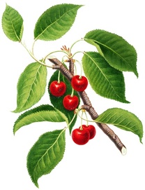 �u���O�摜