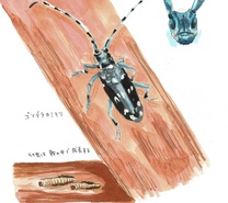 �u���O�摜