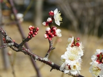 �u���O�摜