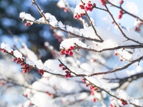 �u���O�摜