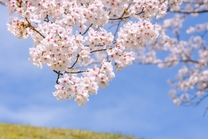 �u���O�摜