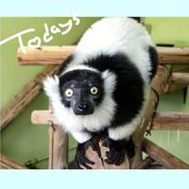 �u���O�摜