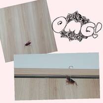 �u���O�摜