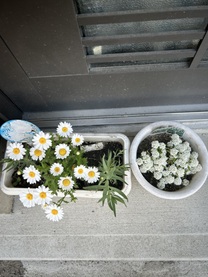 �u���O�摜